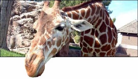 http://lnx.gregoryrossi.it/gry-blog/upload/giraffe-peek.jpg
